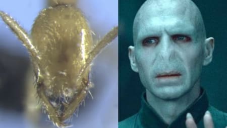 Hormiga Voldemort. Fotos: X