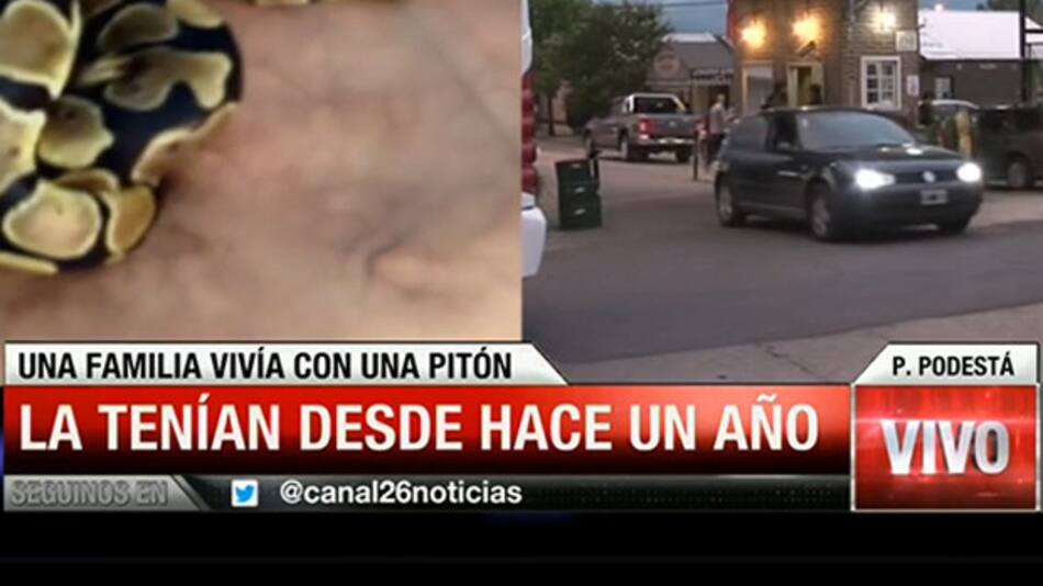 Serpiente pitón de mascota