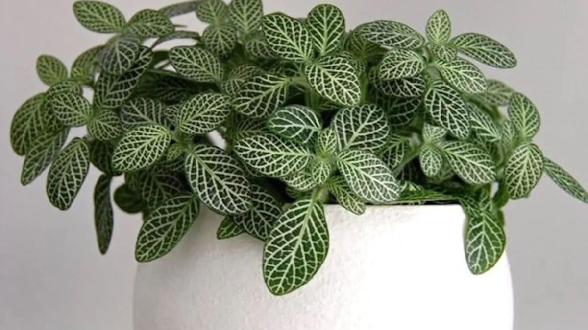 Los jardineros la elogian: la planta con hojas bonitas que se adapta a espacios pequeños, no necesita mucha luz y es ideal para decorar el baño