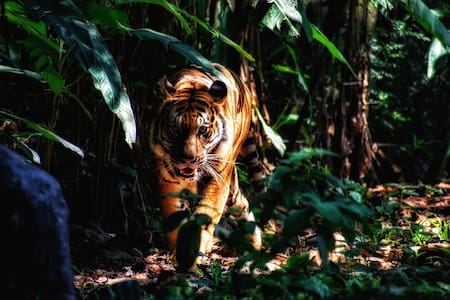 Selva amazónica. Foto Unsplash.