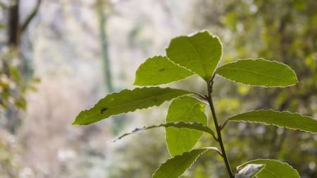 Los beneficios del laurel. Foto: Unsplash