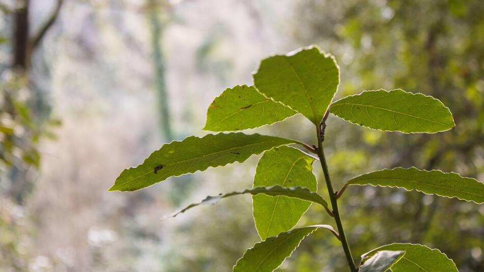 Los beneficios del laurel. Foto: Unsplash