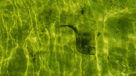 Alerta por cianobacterias tóxicas en Buenos Aires: qué son, por qué aparecen y cuáles son las localidades afectadas