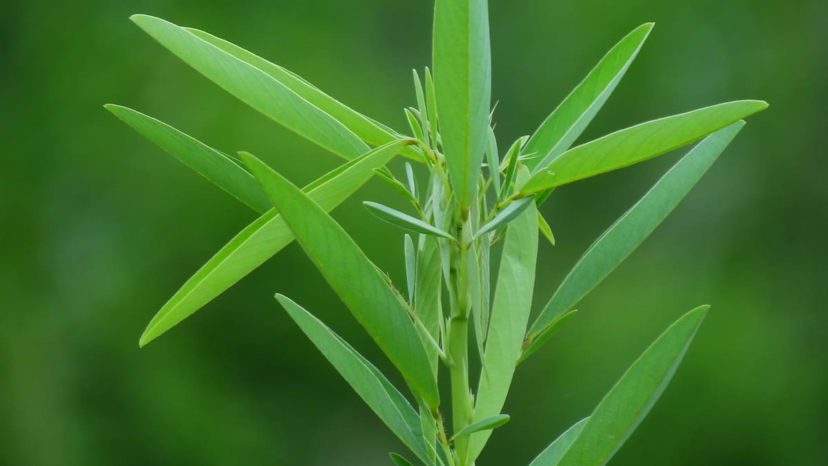 Casi nadie la conoce: cuál es la planta que baila al ritmo de la música