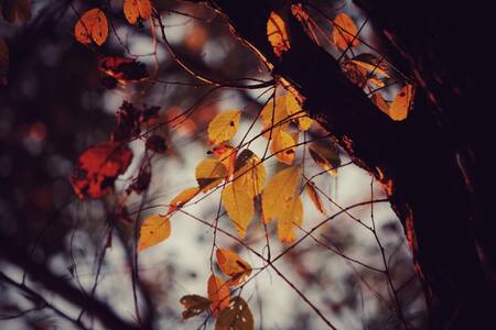 Otoño. Foto Unsplash