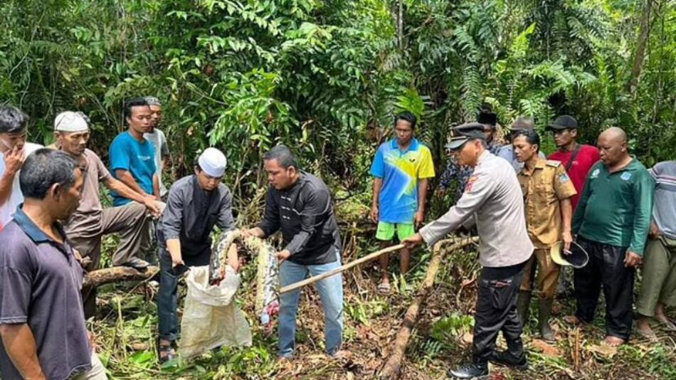 La captura de la serpiente que se comió a Jarah. Foto: Daily Mail