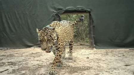 Ofrecen una recompensa millonaria por aportar datos de Acaí, la yaguareté desaparecida en Chaco