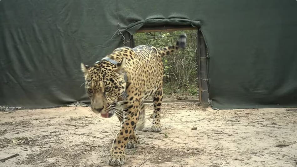 Acaí se perdió semanas después de su reintroducción