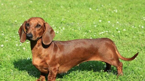 Insólita multa en Neuquén: un hombre fue castigado por los ladridos de sus perros salchichas a una moto