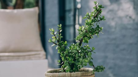 Maceta. Fuente: Unsplash