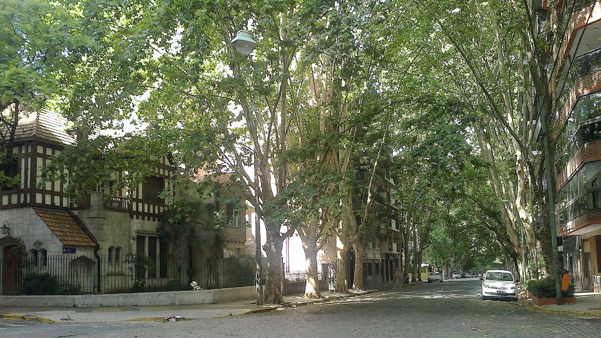Plátanos en Buenos Aires