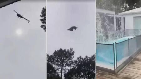Cerdo tirado desde helicóptero a casa de Federico Álvarez Castillo