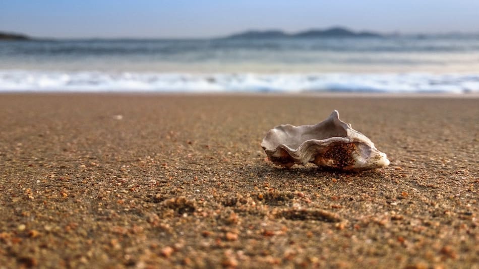 El 53 % de las ostras habían ingerido microplásticos. Foto Unsplash.