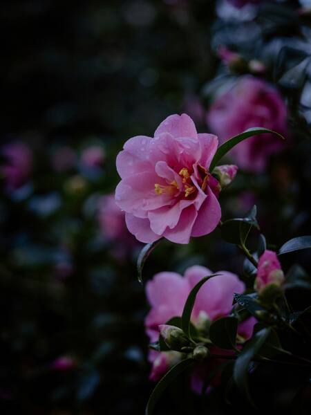 Flor Camelia. Foto Unsplash