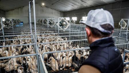 Gripe aviar, Reuters