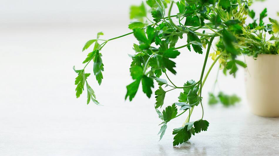 Perejil. Foto: Unsplash.