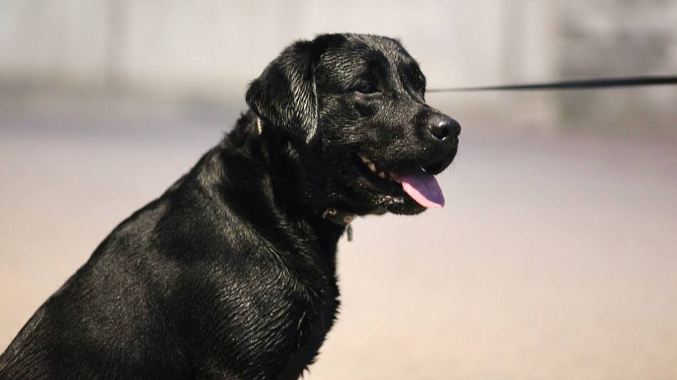 Labrador, perro. Foto: Unsplash