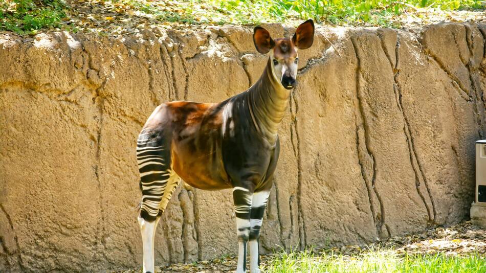 El animal que es mitad jirafa mitad cebra. Foto Unsplash