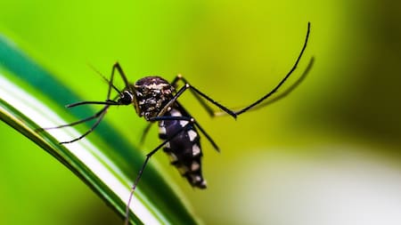 Dengue. Foto: Pixabay