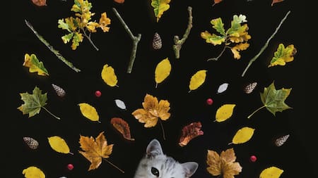 Gato. Foto Unsplash.