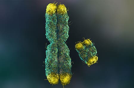 Cromosoma Y. Foto, Twitter: @bitacorabeagle