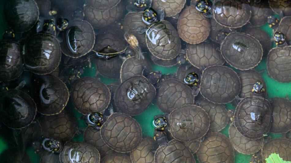 Tortugas del Amazonia. Foto: EFE