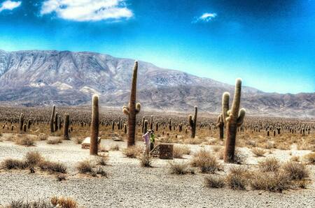 Parque Nacional Los Cardones, Salta. Twitter.