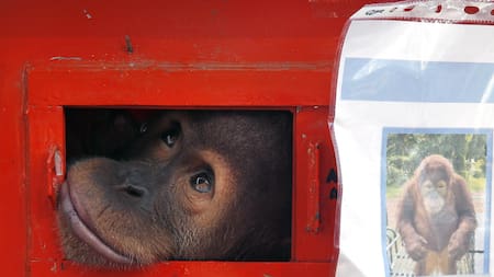 Lucha contra el tráfico ilegal: Tailandia envía a Indonesia tres orangutanes rescatados de las mafias