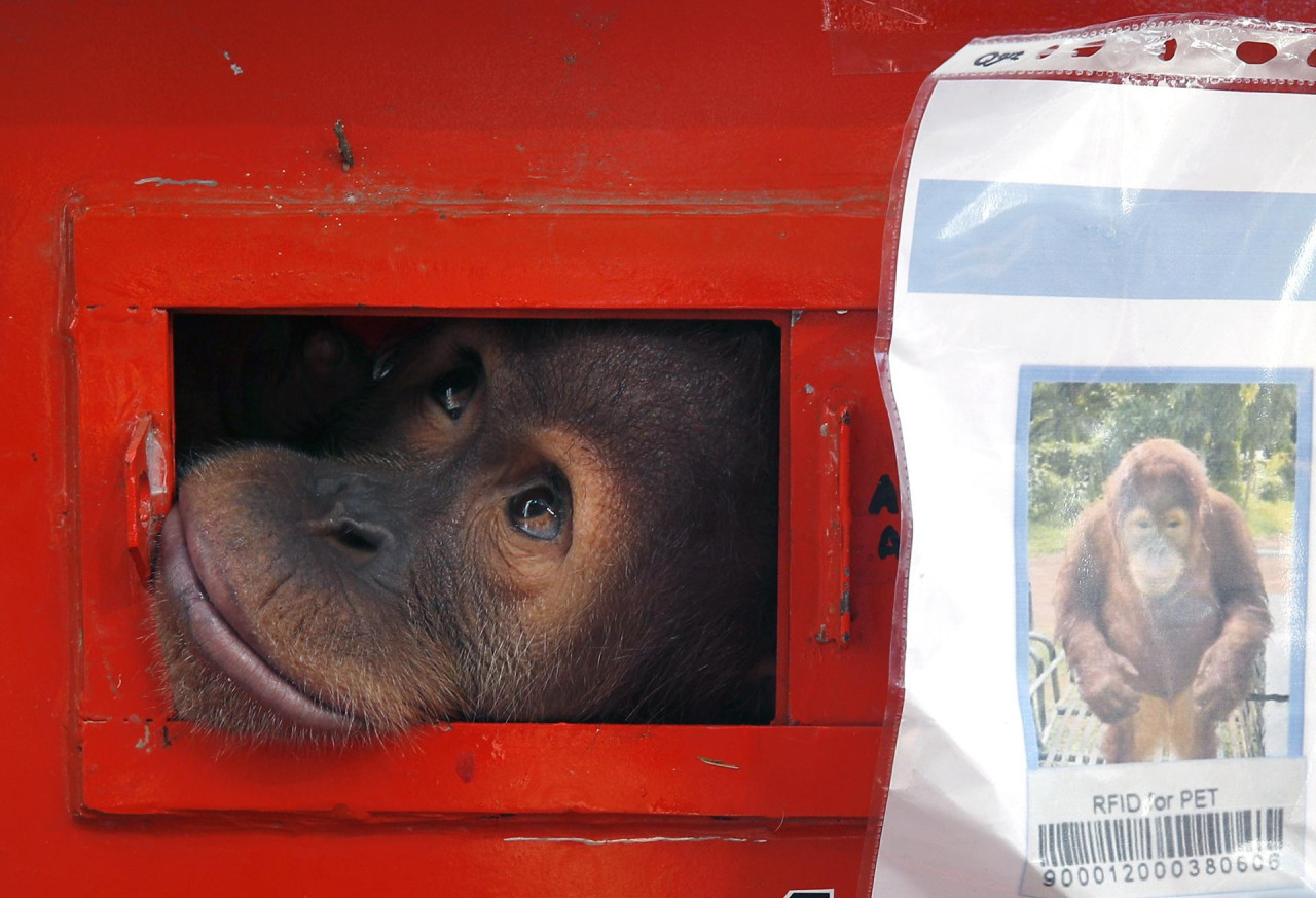 Tailandia devuelve a Indonesia tres orangutanes de contrabando. Foto: EFE.