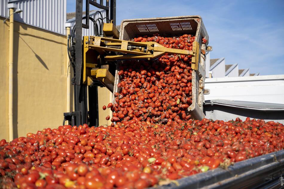 Tomatina en Buñol. Foto: EFE.