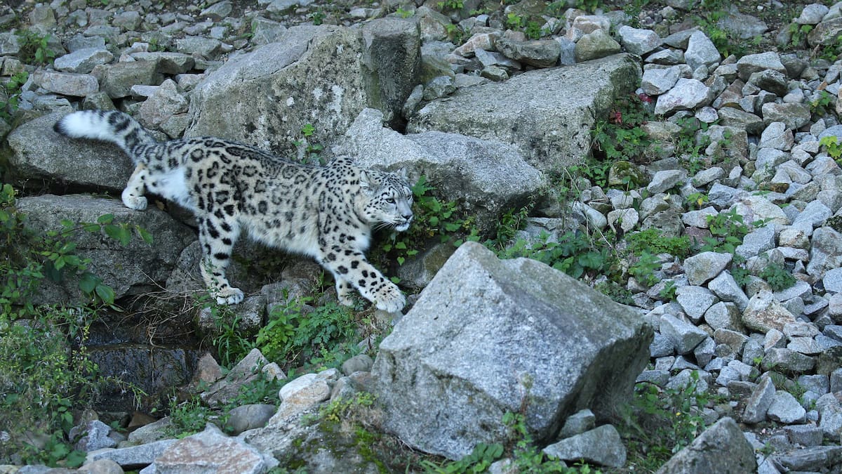 Leopardos nublados.