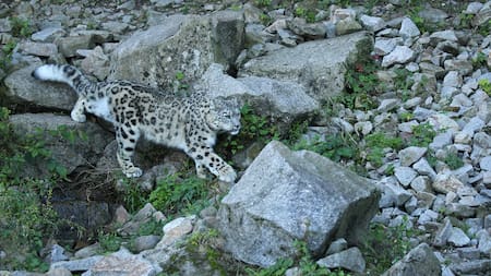 Leopardos nublados.