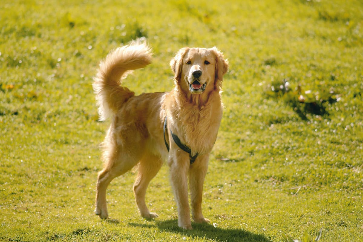Golden retrievers. Foto: Unsplash