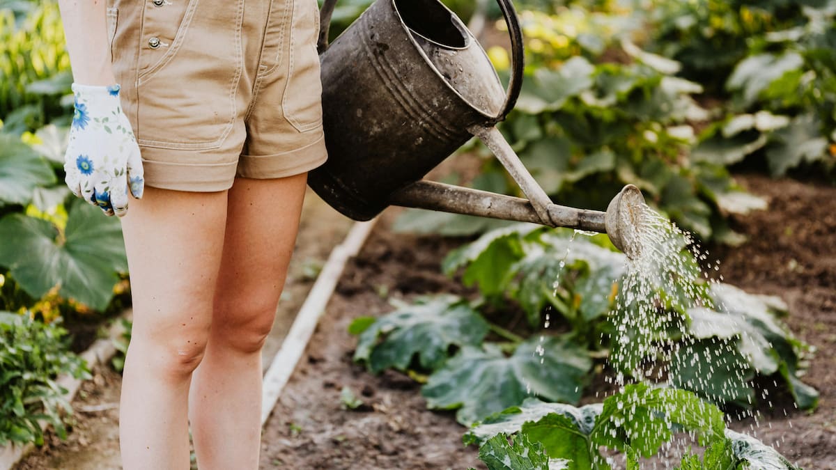 Regar las plantas