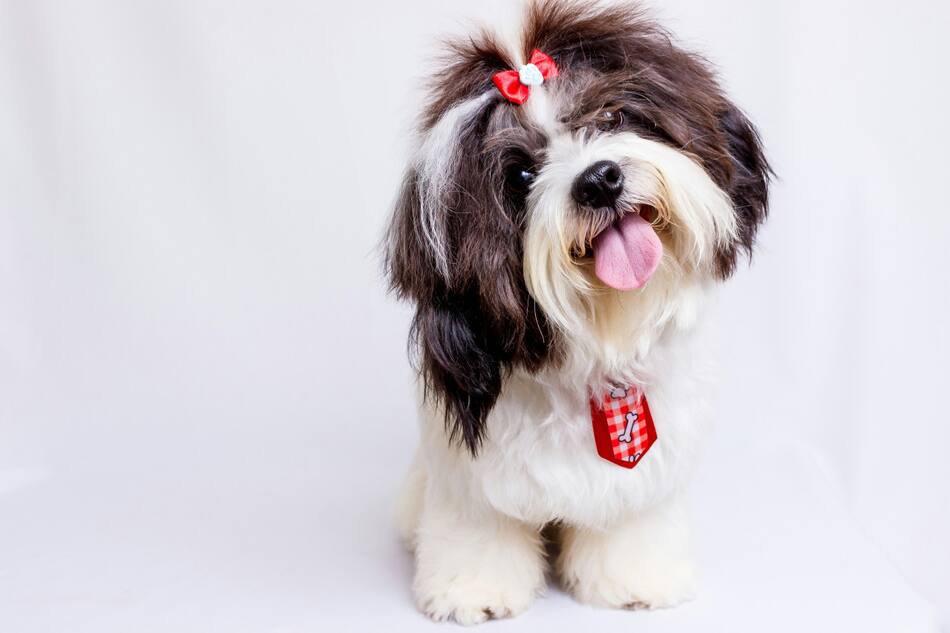 Shih Tzu. Foto: Unsplash.