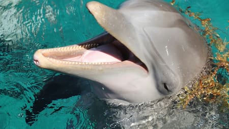 Delfines, animales. Foto: Unsplash.