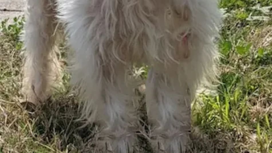 Scrim, el perro viral en Estados Unidos. Foto: Redes Zeus’ Rescues.