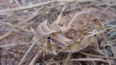 Sorprendente descubrimiento en China: cómo es el sapo cornudo, la desconocida especie que intrigó a los científicos