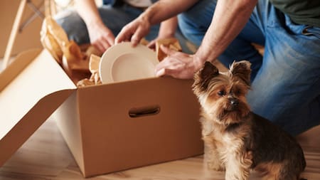 Mudarse con perros: cómo convertir un desafío para nuestra mascota en una transición tranquila hacia un nuevo hogar