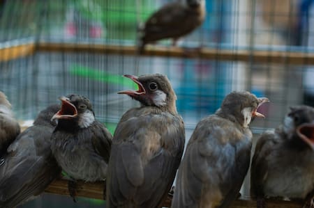 El canto de los pájaros. Foto: Unsplash.