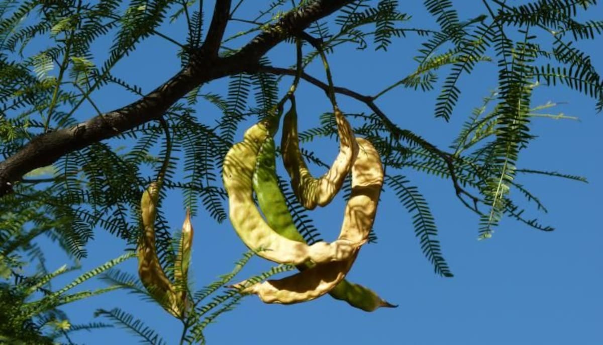 Como cultivar un algarrobo blanco