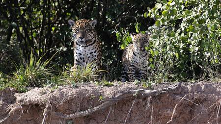 Histórico: nació un yaguareté en el Impenetrable chaqueño después de 35 años
