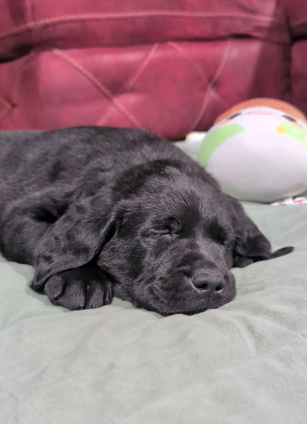 Orlando, el perro labrador que sobrevivió a una rara enfermedad y logró convertirse en perro guía.