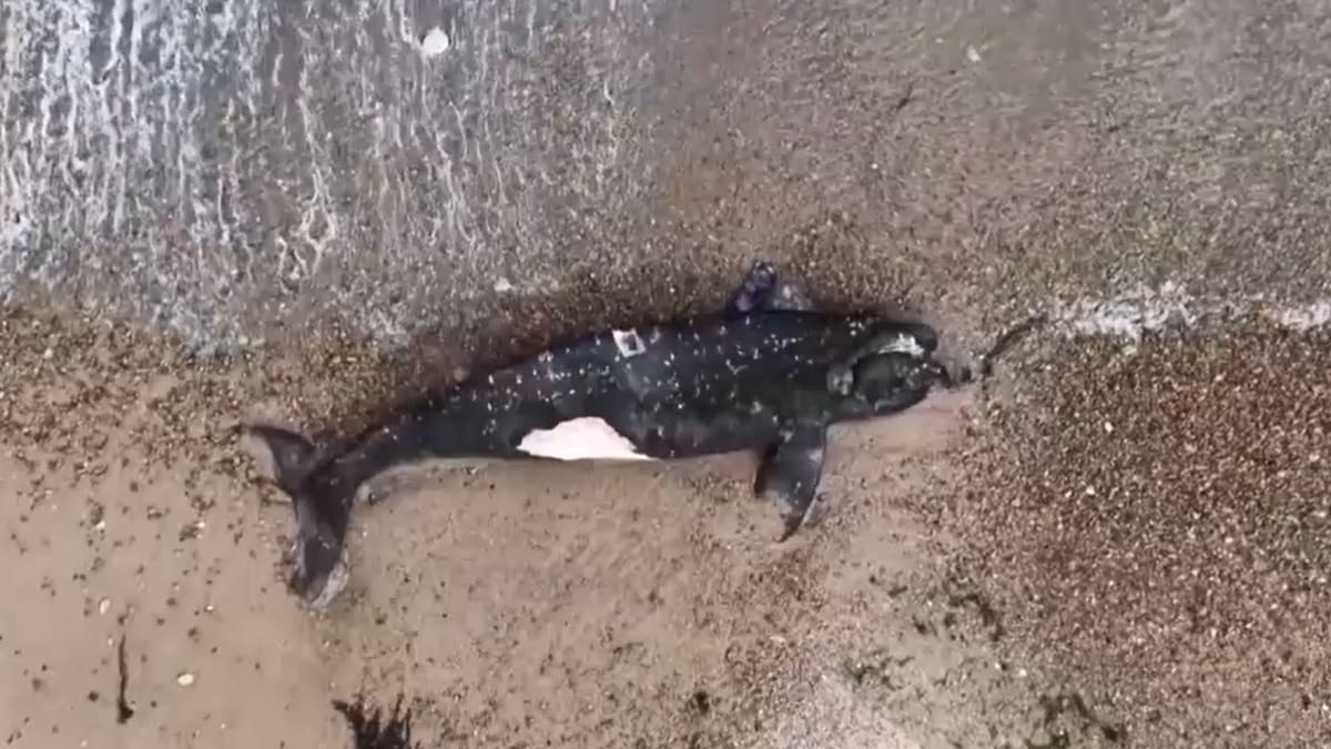 Ballenas muertas en Argentina.