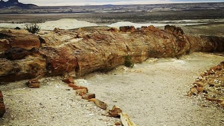 Los Bosques Petrificados de Jaramillo. Foto Instagram.
