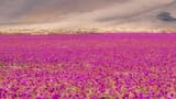El hipnótico Desierto Florido de Atacama: hasta cuándo se podrá disfrutar este fenómeno natural único en el mundo
