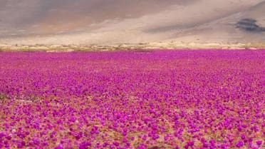El hipnótico Desierto Florido de Atacama: hasta cuándo se podrá disfrutar este fenómeno natural único en el mundo