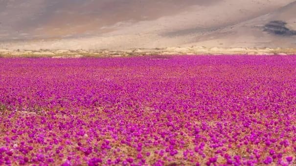El hipnótico Desierto Florido de Atacama: hasta cuándo se podrá disfrutar este fenómeno natural único en el mundo