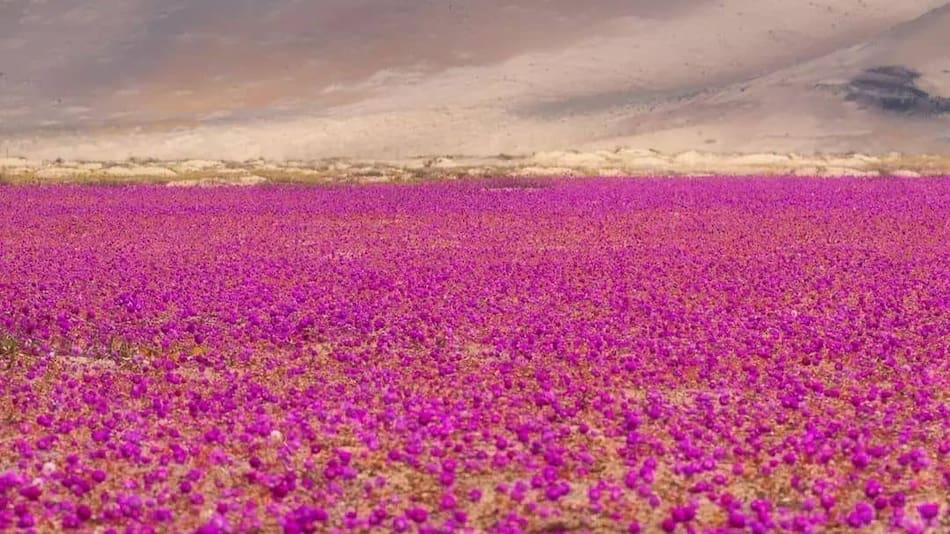Desierto Florido.