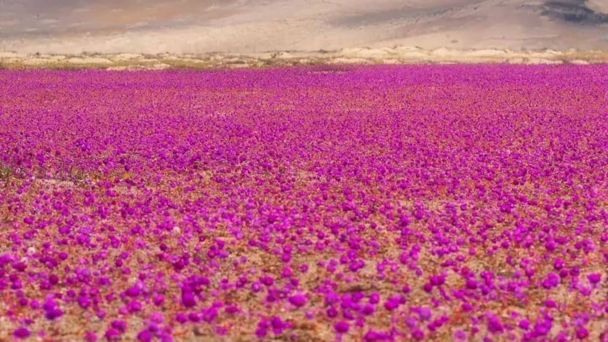 El hipnótico Desierto Florido de Atacama: hasta cuándo se podrá disfrutar este fenómeno natural único en el mundo